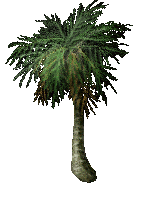 date palm