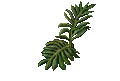 fern-C