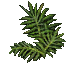 fern-D