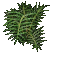 fern-E