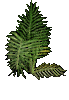 large fern