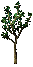 sapling-B