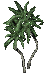 small palm-2-A