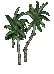 small palm-2-B