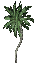 small palm