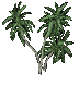 small palm-3-B